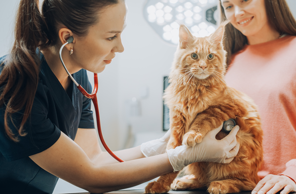 image for Evidence-Based Medicine (EBM) and Pet Health